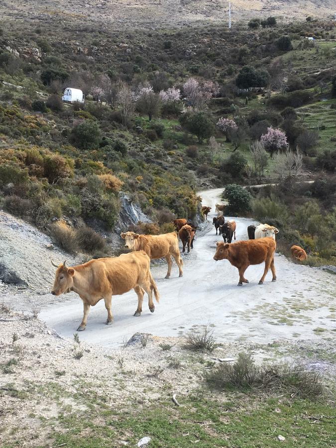 Hotel Rural Fuente La Teja Guejar-Sierra Bagian luar foto